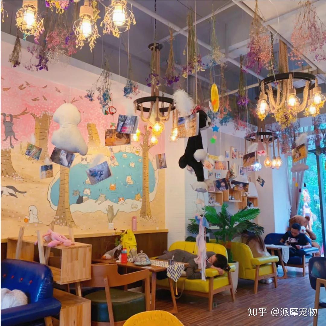 派派探店|从猫咖到狗咖,宠物店能学到什么 - 知乎
