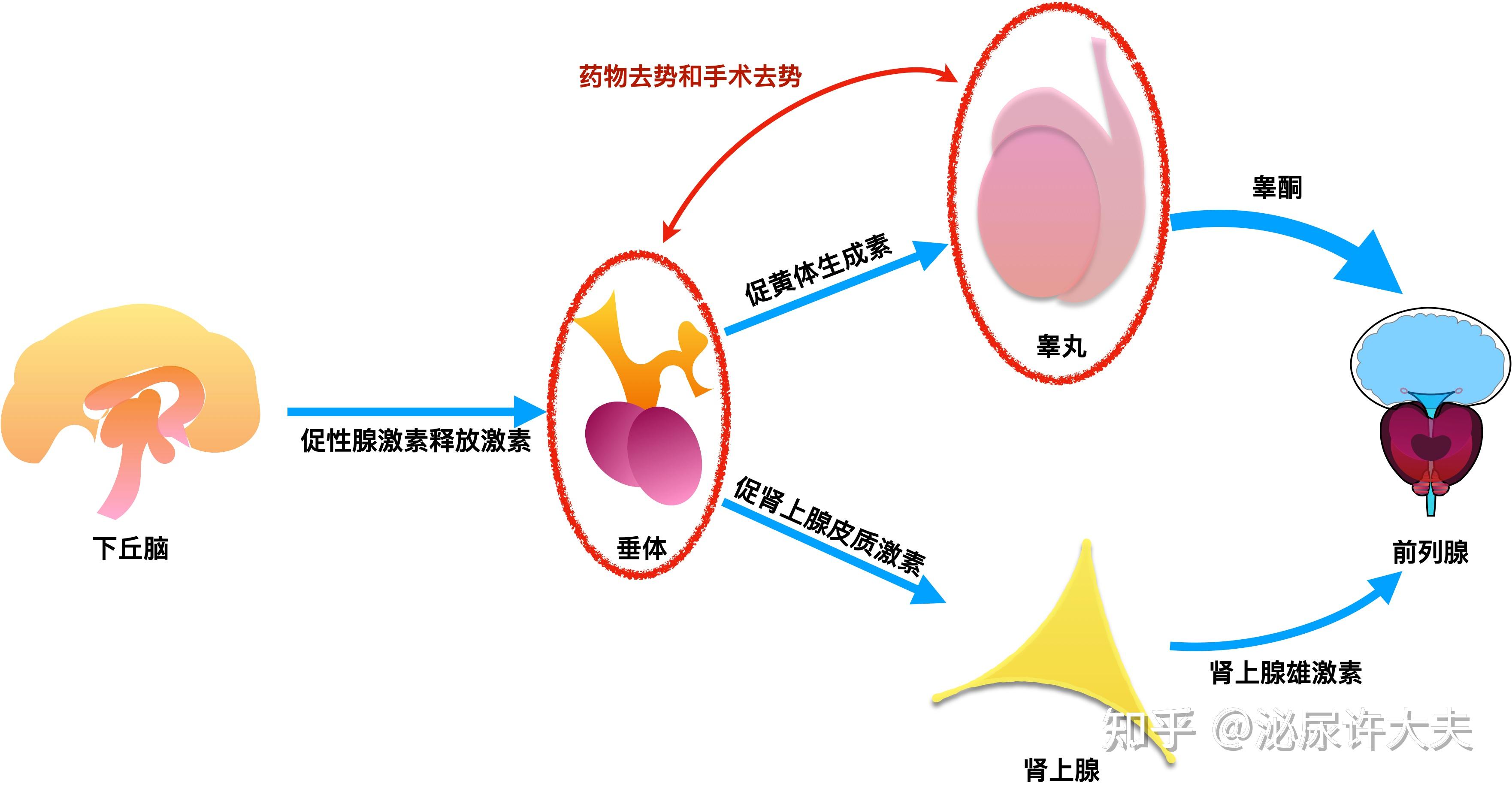 去势是什么体验
