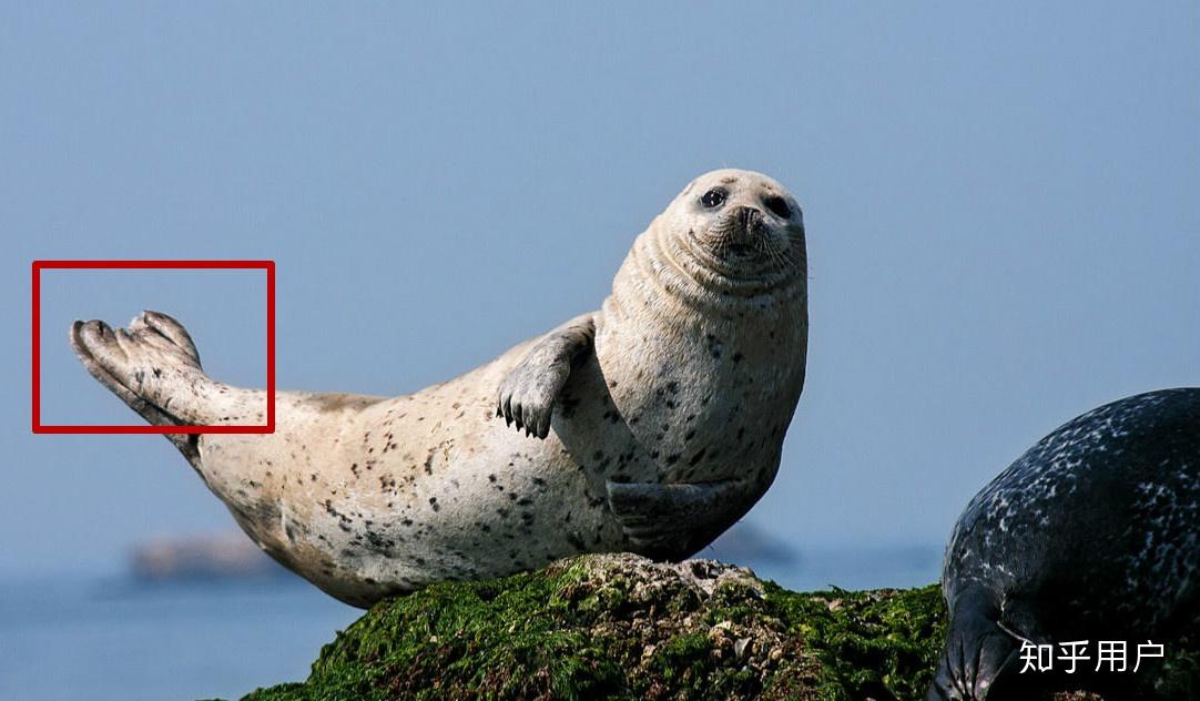 海狗,海狮,海豹,我觉得都长一个样,怎么区分啊? - 知乎