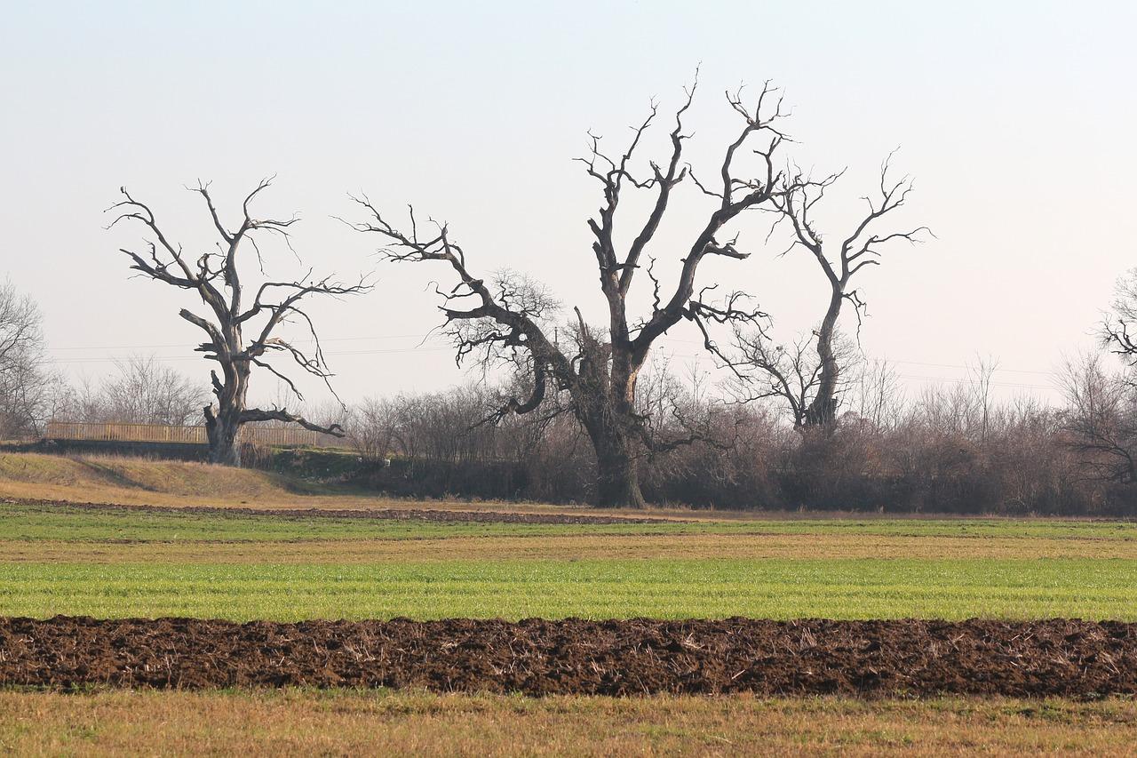 十二橡树什么意思