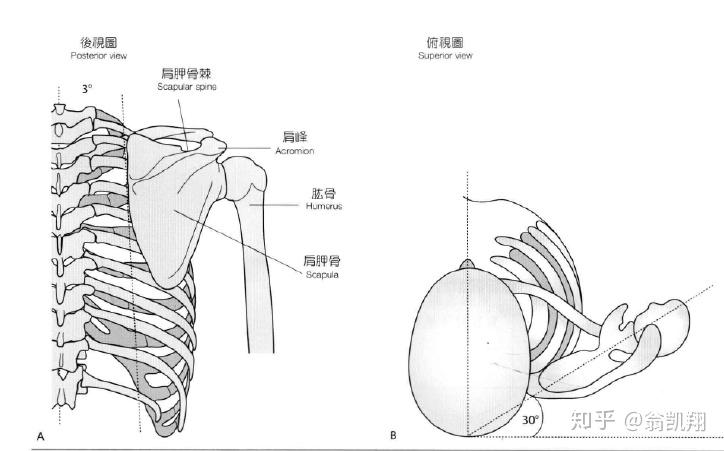 肩胛骨突出怎么办