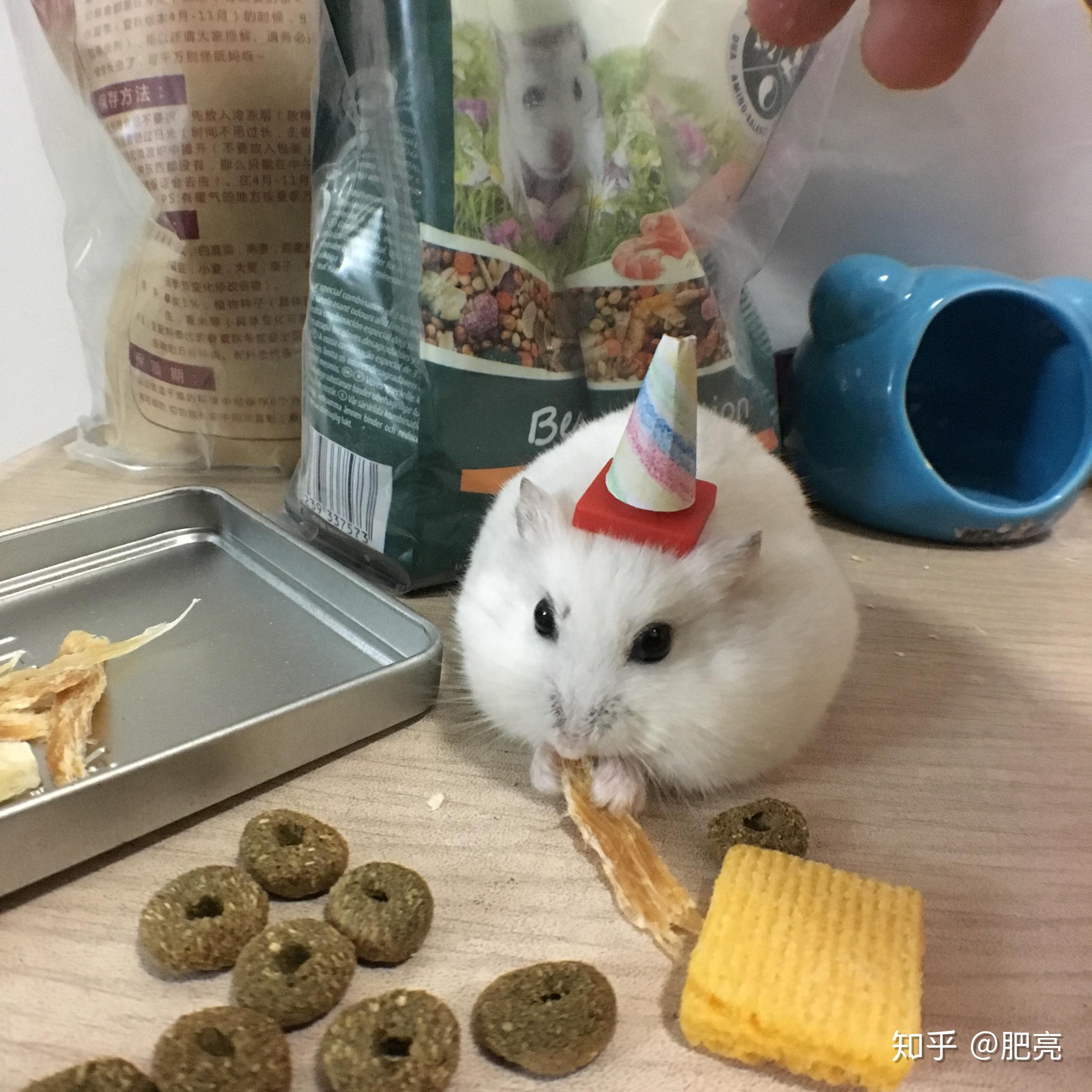 想我看看最胖的侏儒仓鼠? - 知乎