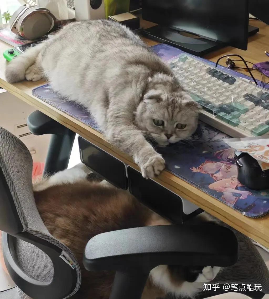 宠物探秘:铲屎官假装晕倒后,猫猫会是什么反应? - 知乎