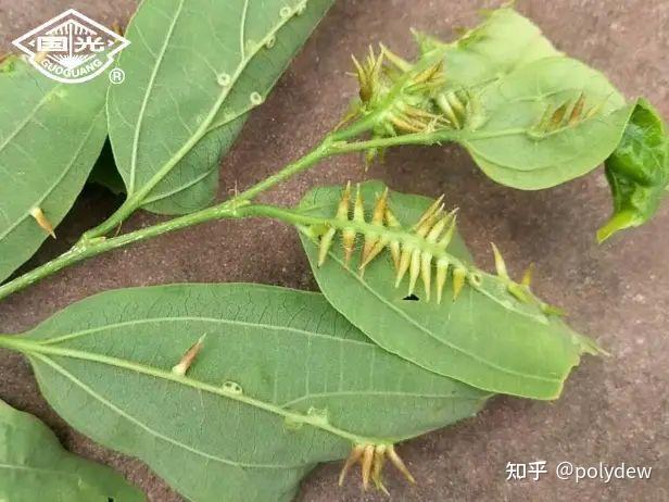图中这个植物有一片叶子上长刺,这是怎么了? - 知乎