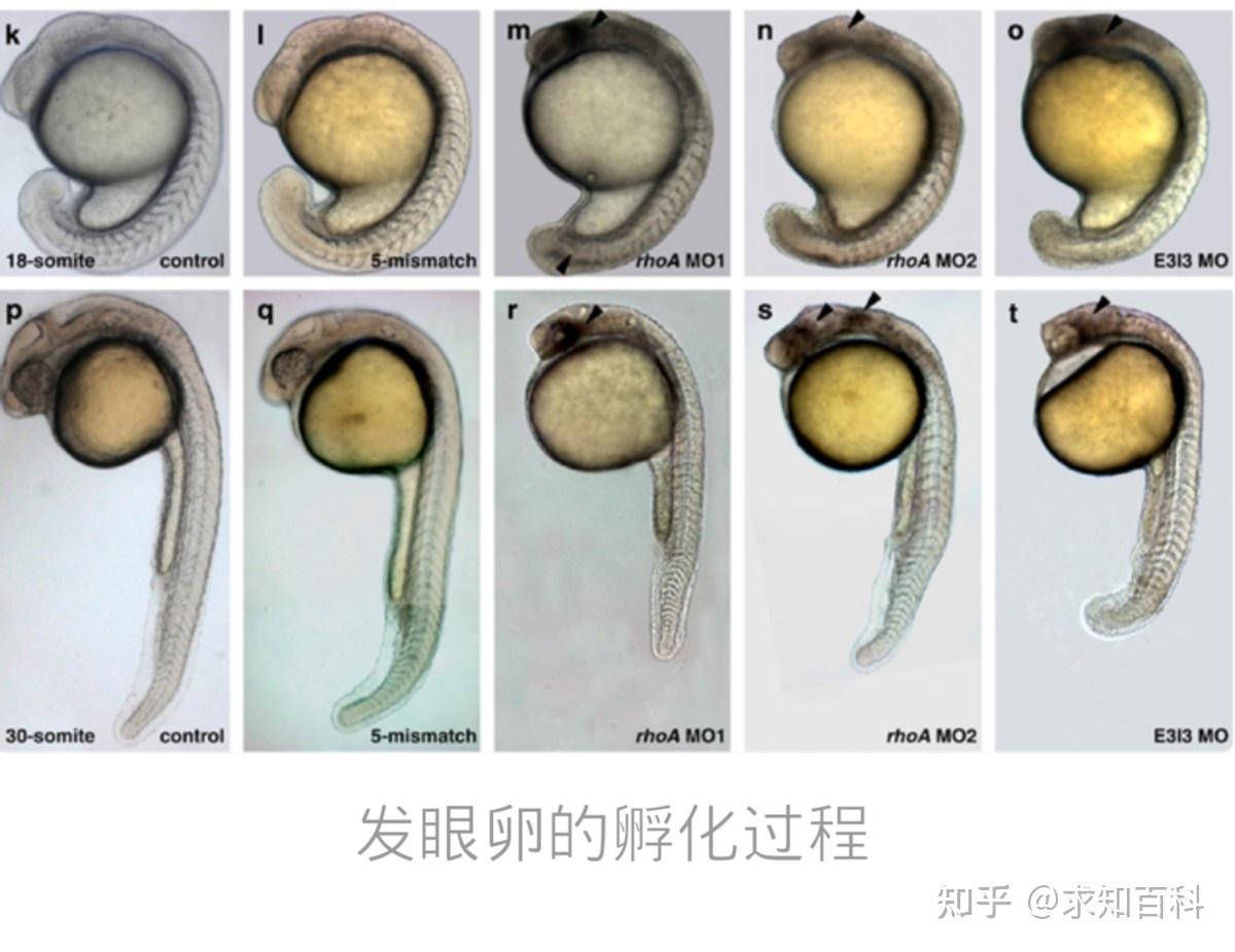 冷水皇后高白鲑,一条动辄千元,看懂来历直呼物超所值! - 知乎