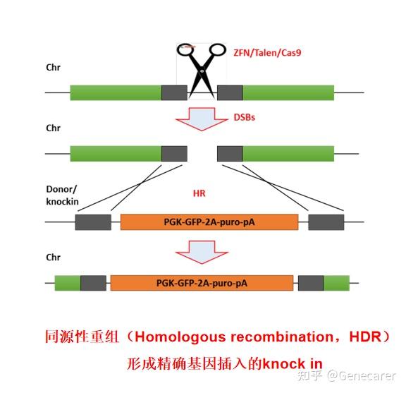 稳转细胞系构建的方法与注意事项 - 知乎