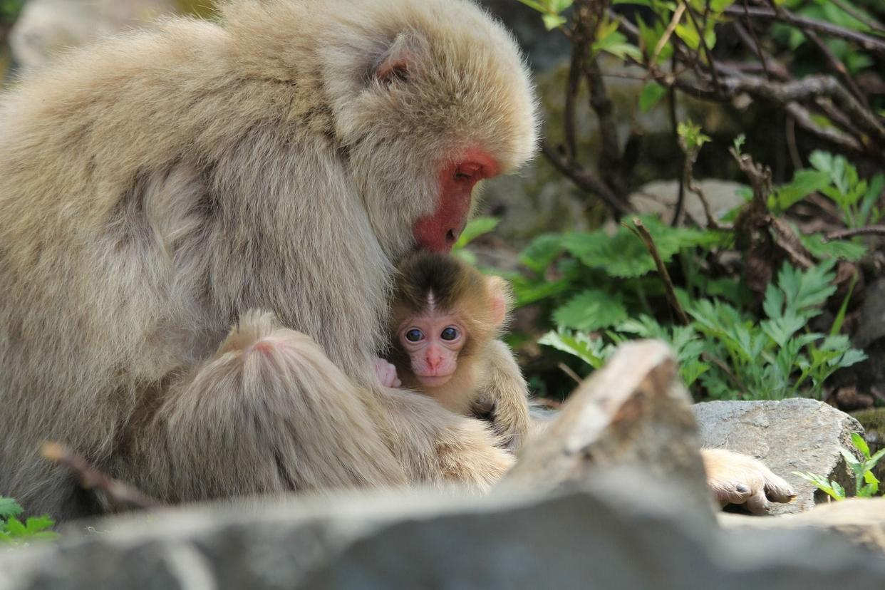 这到底咋怀上的 日本动物园独居母猿竟意外产崽 园方困惑不已 知乎