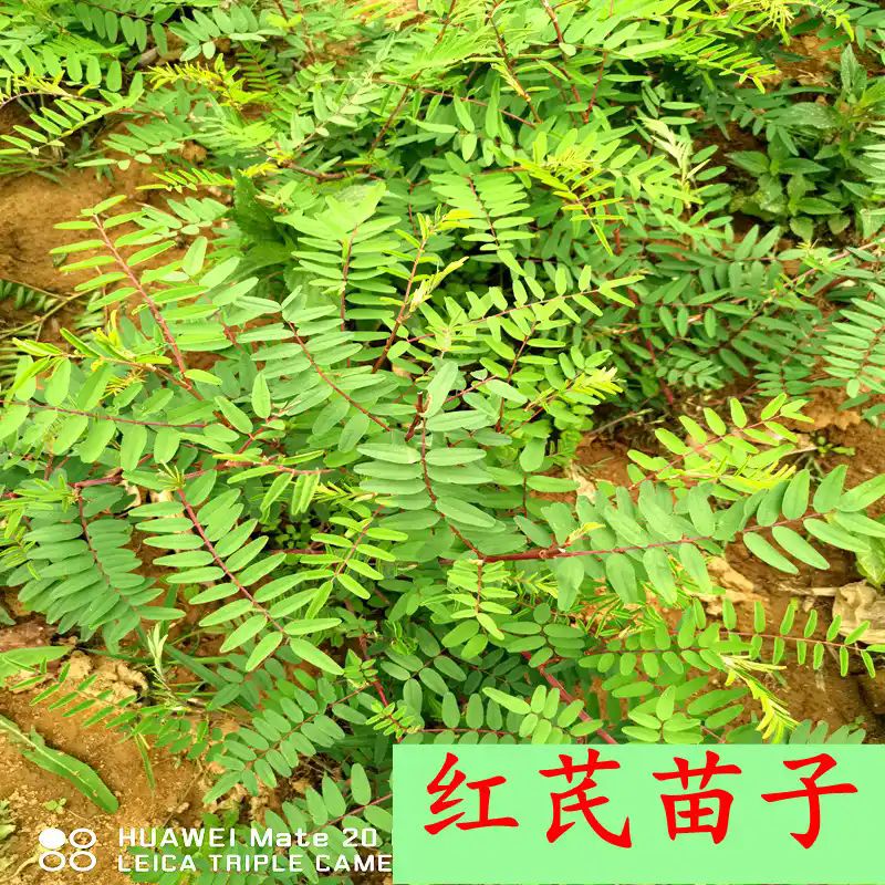 手把手教你认清中草药植物500种(46.红芪) - 知乎