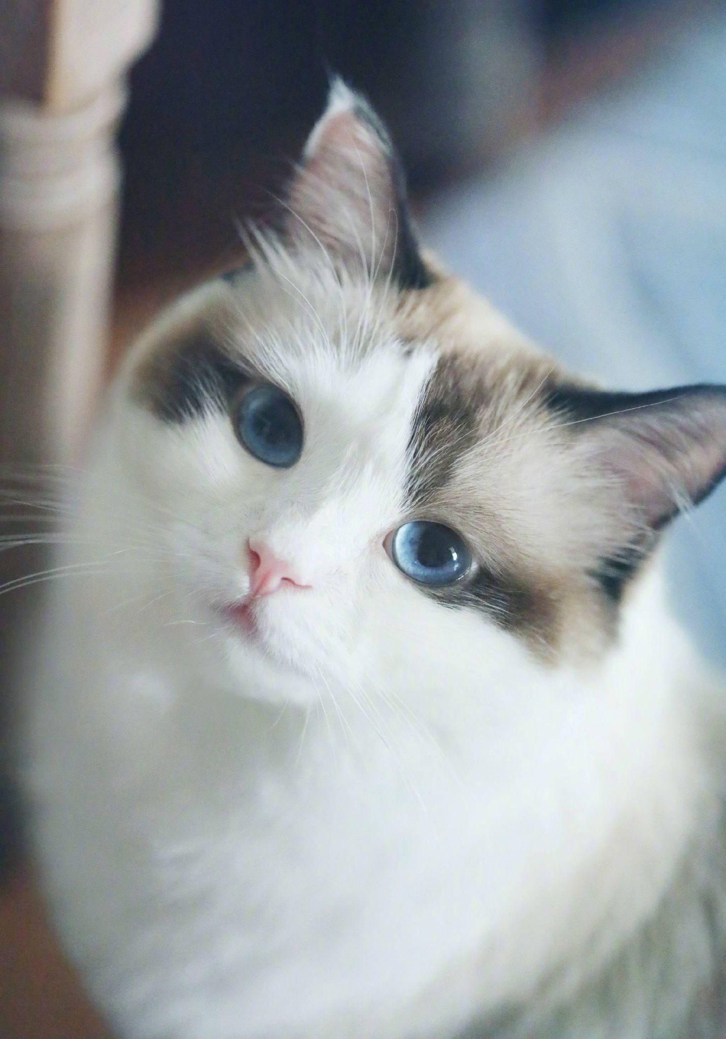 有哪些好看的猫咪壁纸或头像