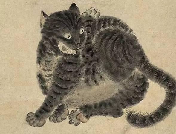 什么是九曲狸猫,这种品种长什么样子? - 知乎