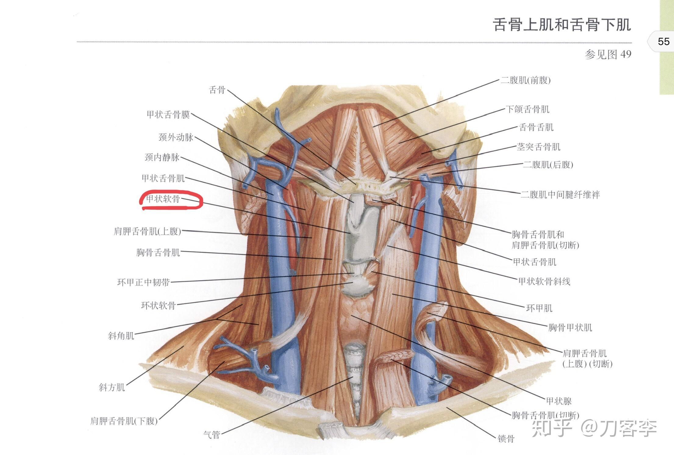 女生长了 喉结该怎么办? - 知乎