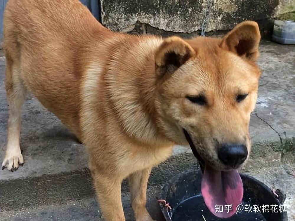 选狗“四大古诀”，老祖宗的话果然没错！帮你挑到好狗 - 知乎