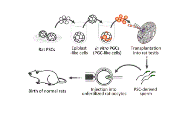 science大鼠幹細胞誘導出生殖細胞併產生健康可育後代