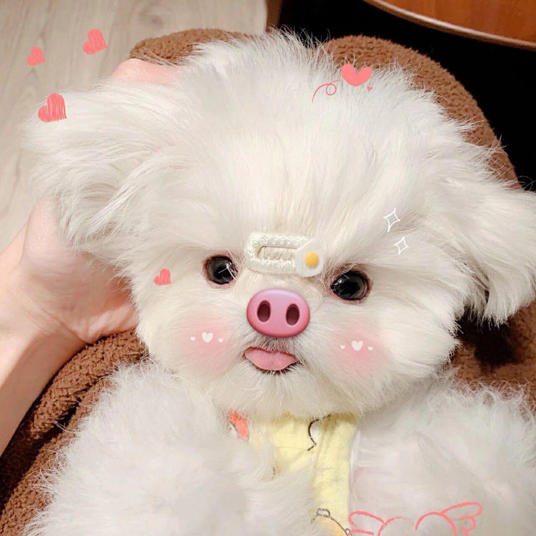 有什么好看的小动物头像? - 知乎