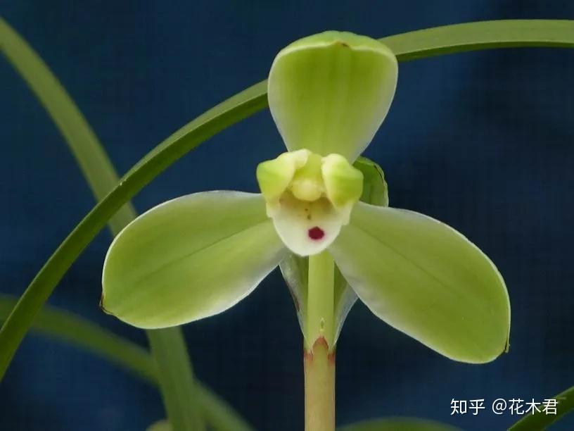 兰花科普|关于兰花的原种、老种、变种、原生种、原生老种等概念的浅探 - 知乎