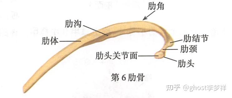 医学笔记,系统解剖学#3 - 知乎