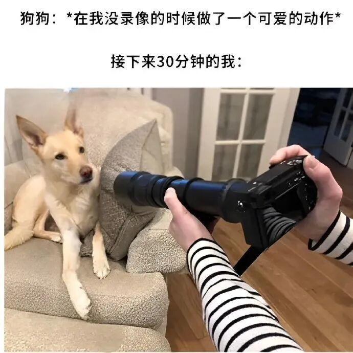 对你的人生毫无意义但很萌的小狗meme - 知乎