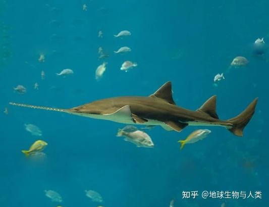 【鱼类全系列】犁头鳐目—锯鳐科（下） - 知乎