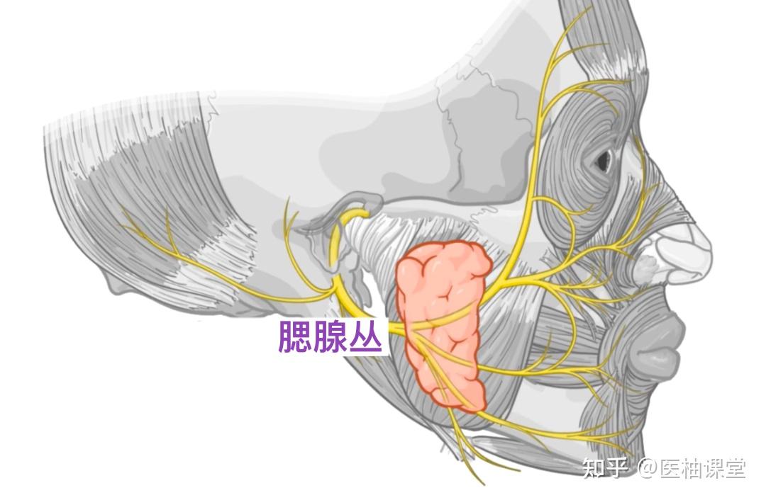 人体解剖学基础:面神经(CN VII) - 知乎