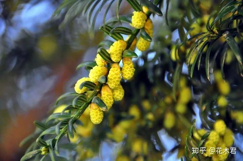 珍稀濒危物种|原产我国的6种特有榧树的辨识区别 - 知乎