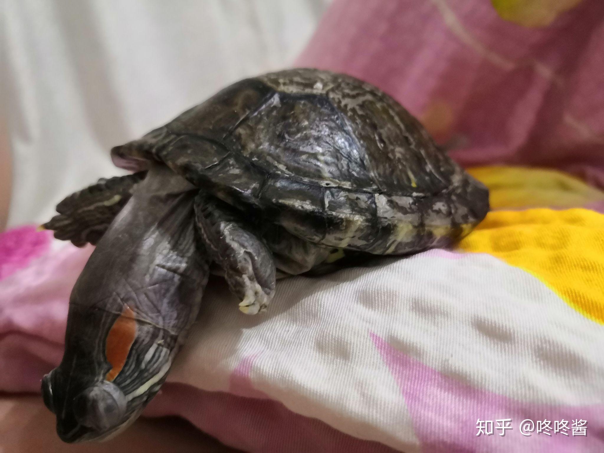 为什么乌龟会歪着头睡觉?