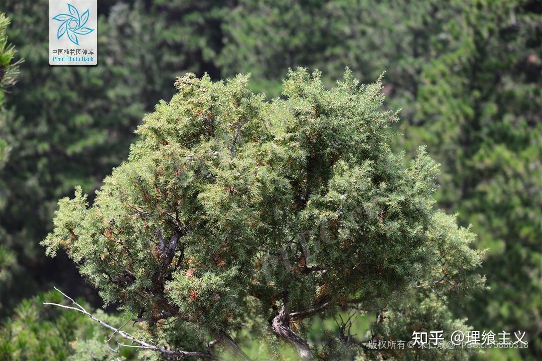 什么是杜松子?如何最好地使用它们? - 知乎