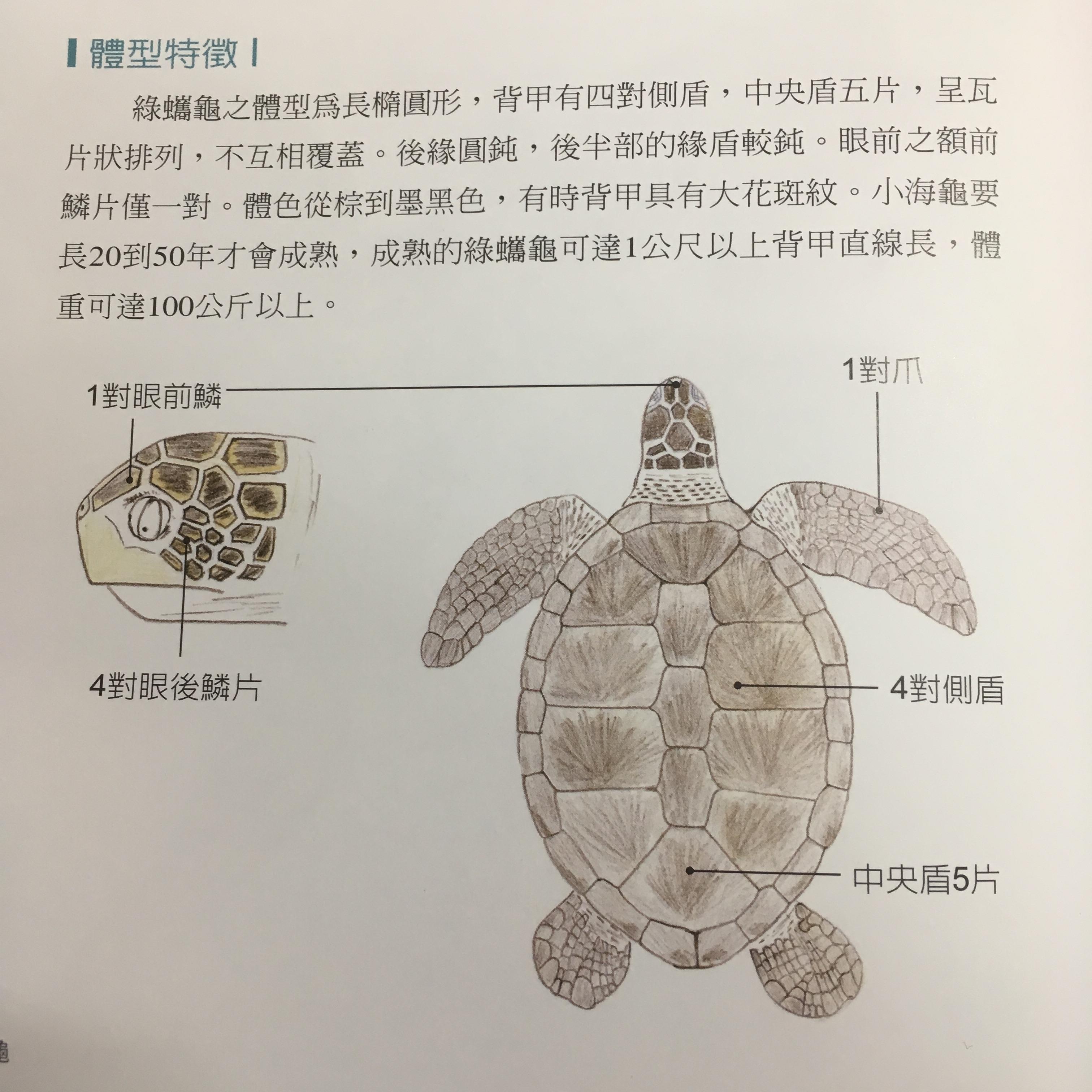 如何区分玳瑁,红海龟,绿海龟,棱皮龟等各种海龟? - 知乎