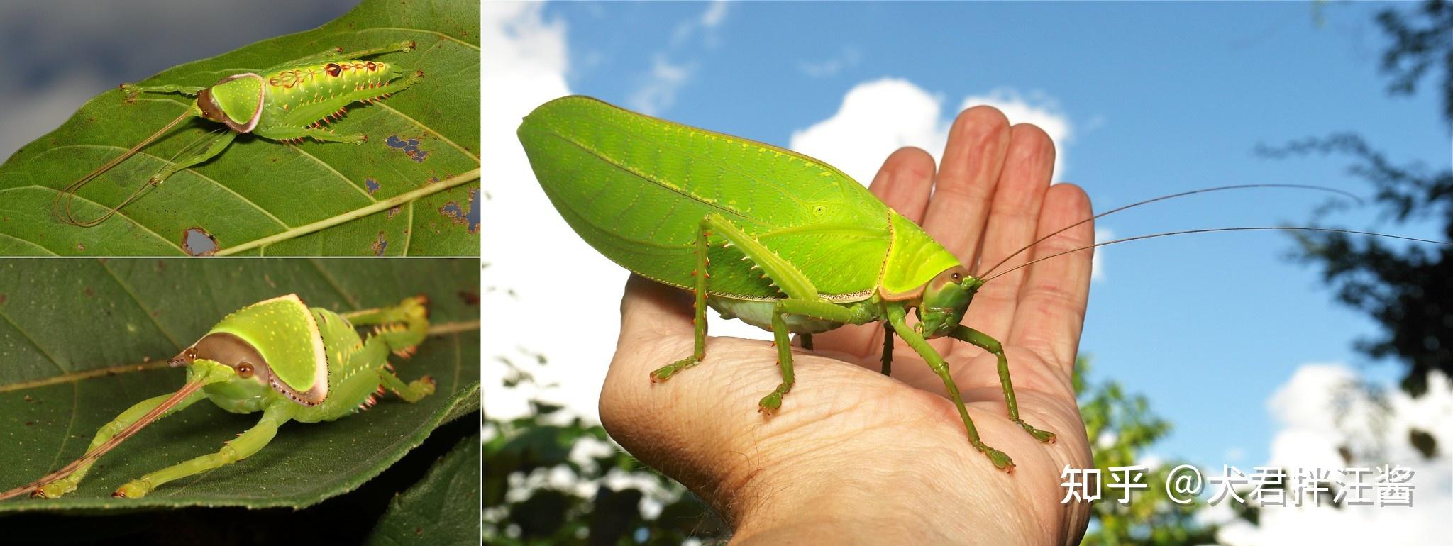 女大学生在寝室发现巨拟叶螽,网友评论称「以为是个