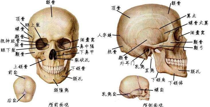 九种骨相图解图片