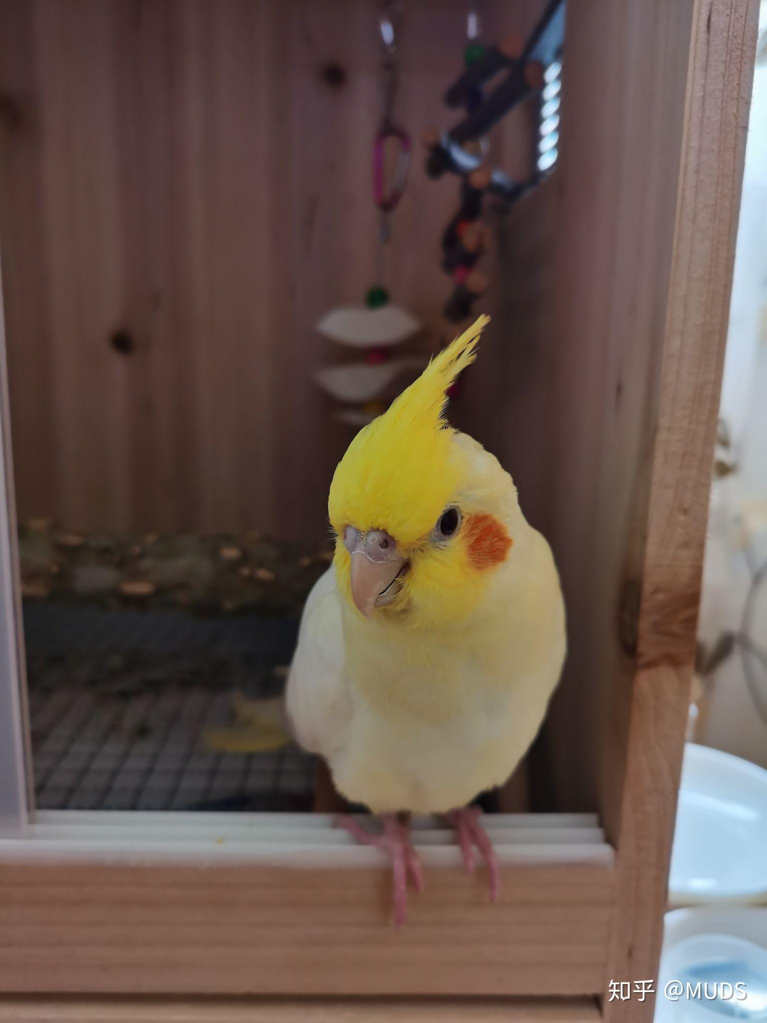 没养过鹦鹉想给妈妈买只黄化玄凤鹦鹉尽量少麻烦的那种请问大佬们有