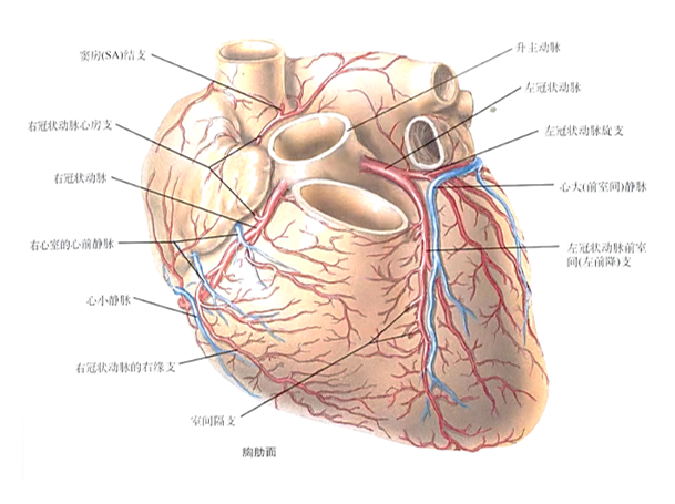 【心脏解剖】冠状动脉——左回旋支 - 知乎