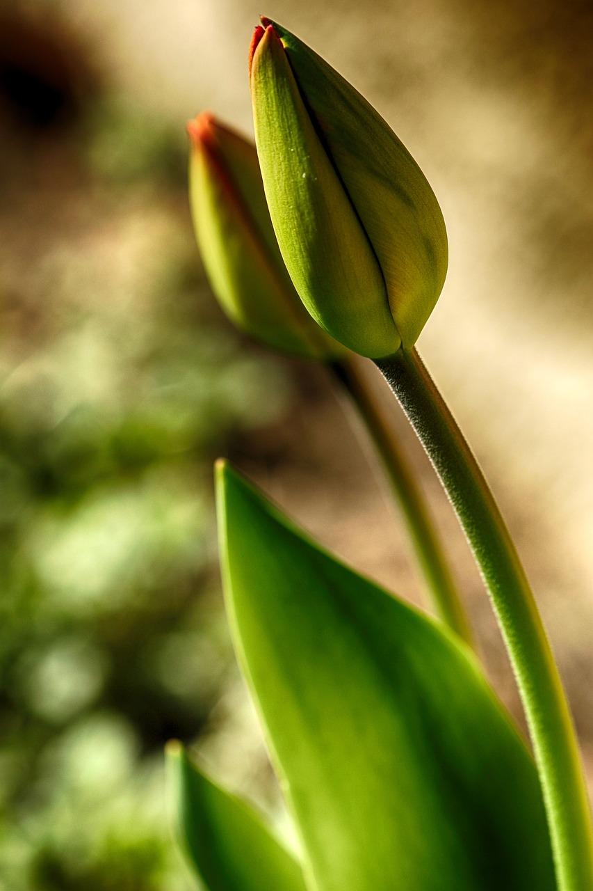郁金香品种对比