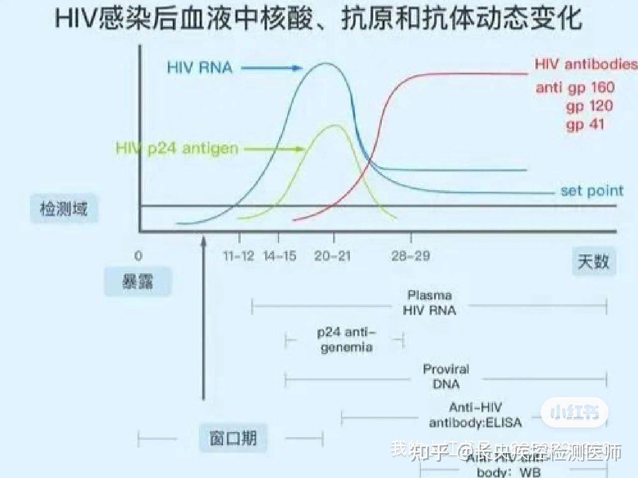 hiv浓度与t细胞关系图图片