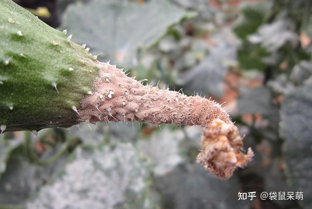 如何预防小麦赤霉病