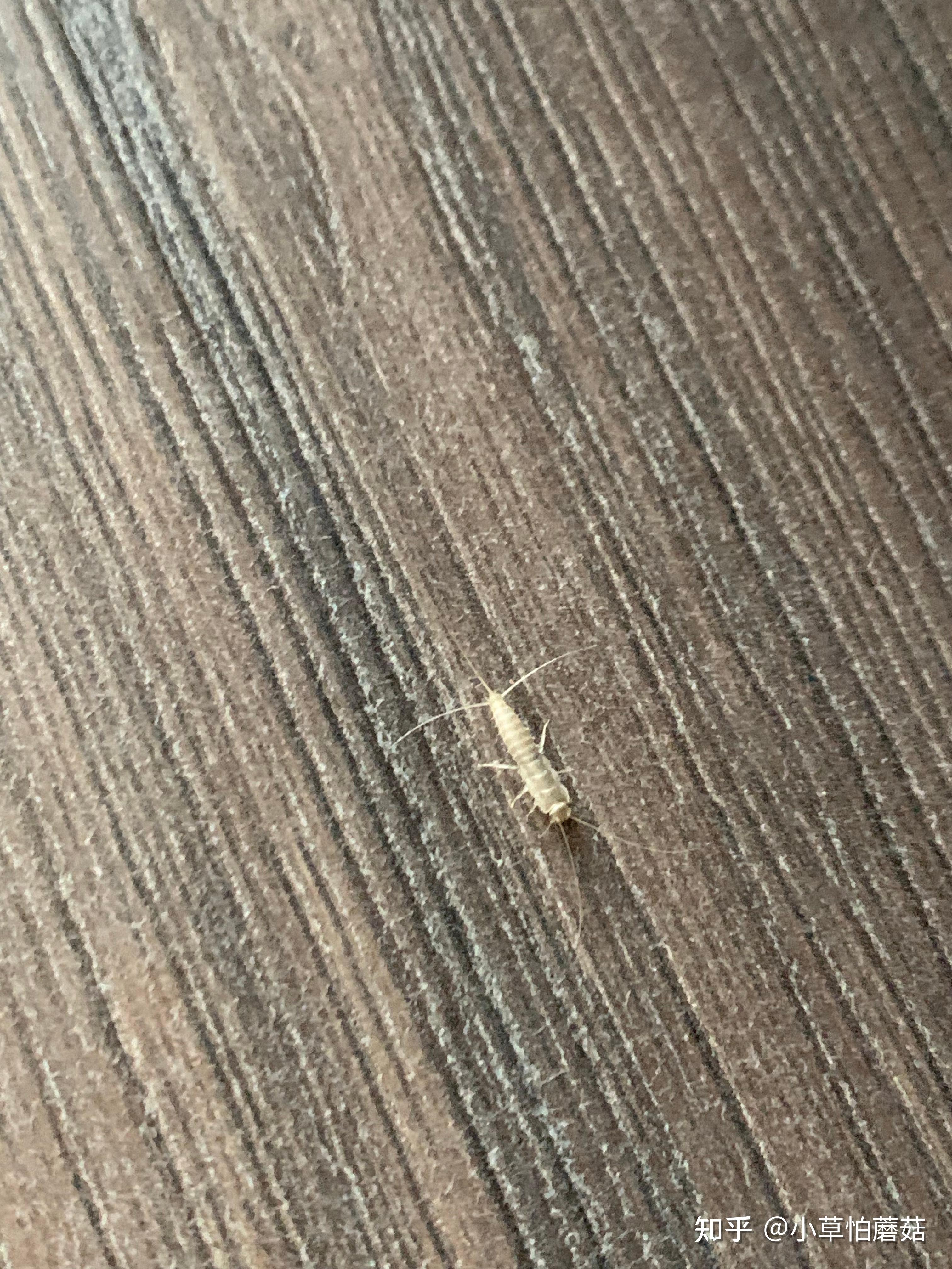 在酒罐子周围发现一种白色的 长的 很白 白的发亮虫子,跑的很快,是