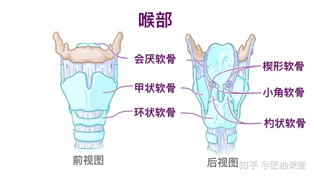 人体解剖学基础:喉和气管 - 知乎