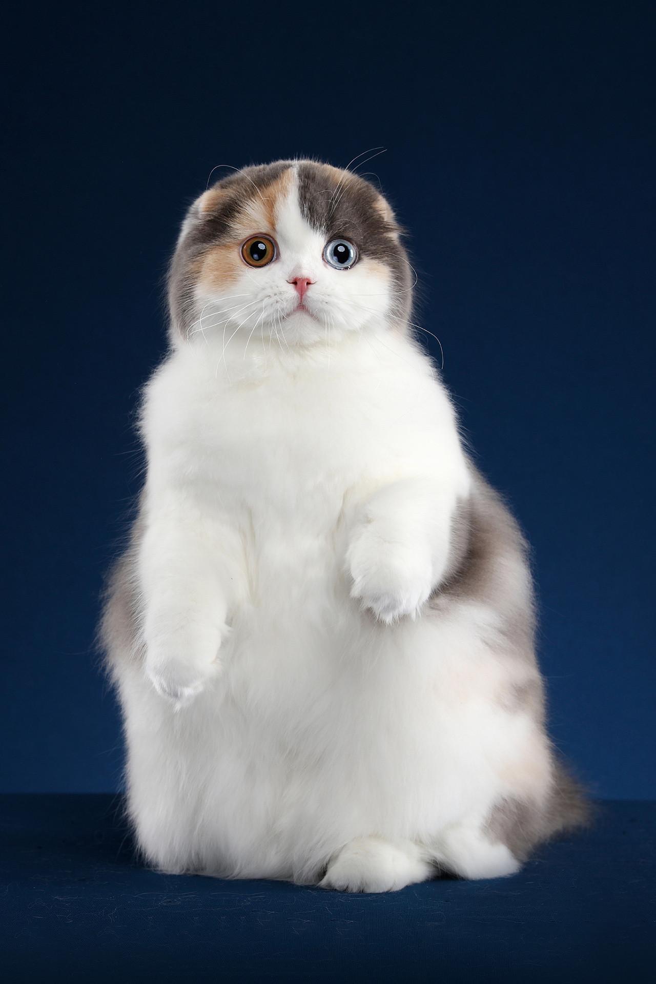 高地猫是属于苏格兰长毛吗? - 知乎