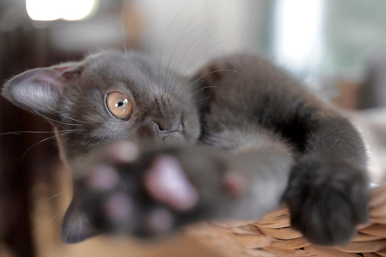 小猫的救助故事