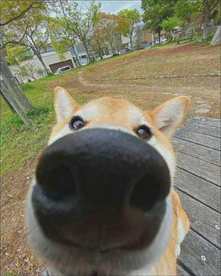 求一张傻狗的头像要特别蠢的那种最好愚蠢中带着弱智