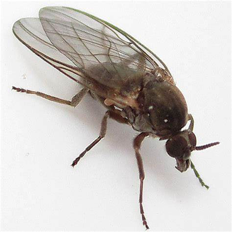 怎么分辨双翅目的蚊,蝇,虻,蚋,蠓? - 知乎