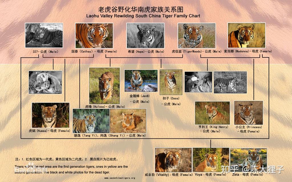 如果华南虎灭绝会带来什么影响