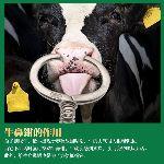 为什么牛要穿鼻子,而不是和马一样用笼头呢?