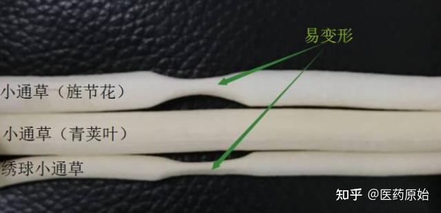 带你识别小通草 - 知乎