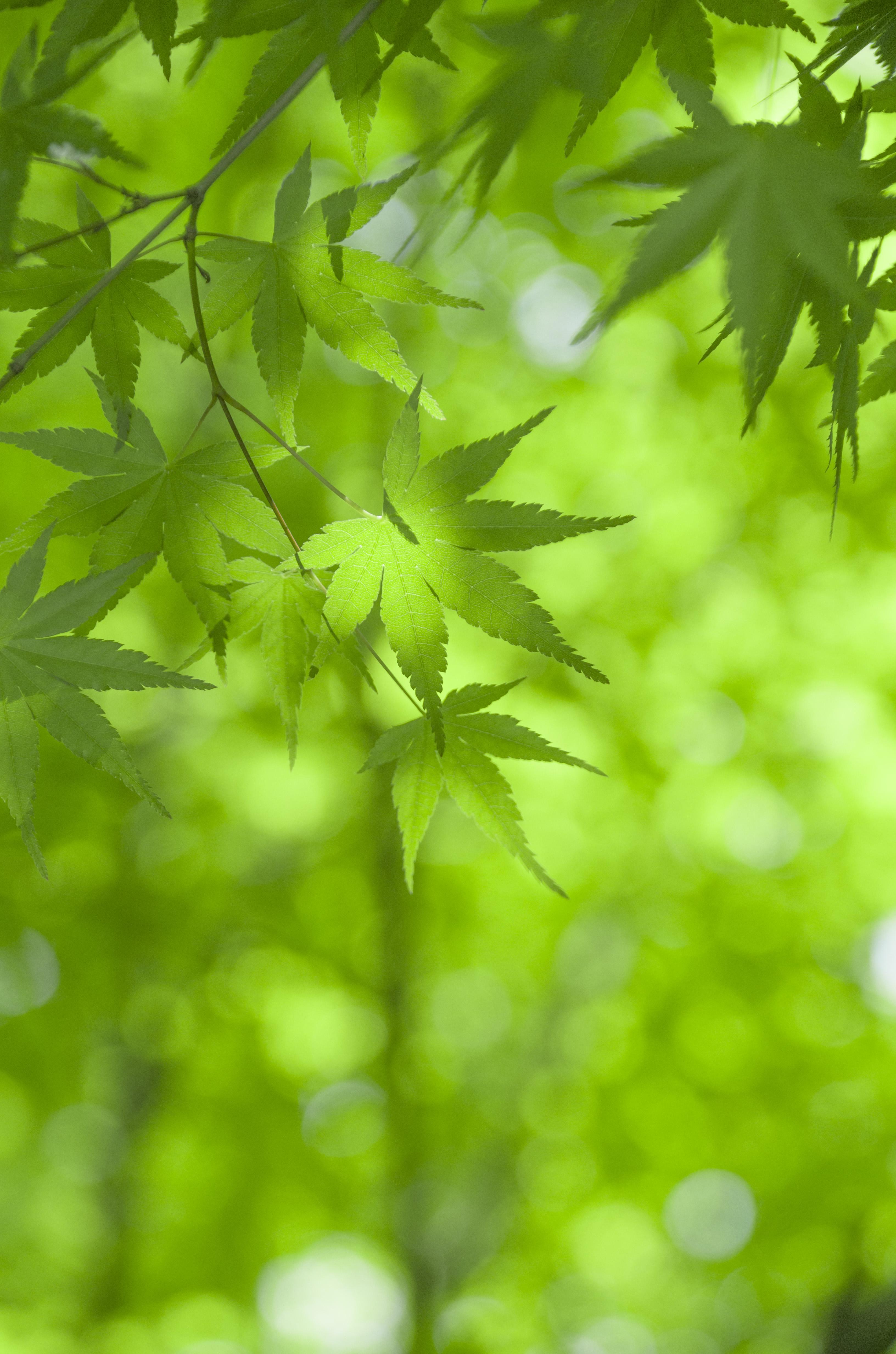 有没有很阳光清新绿色自然让人心情好的风景壁纸