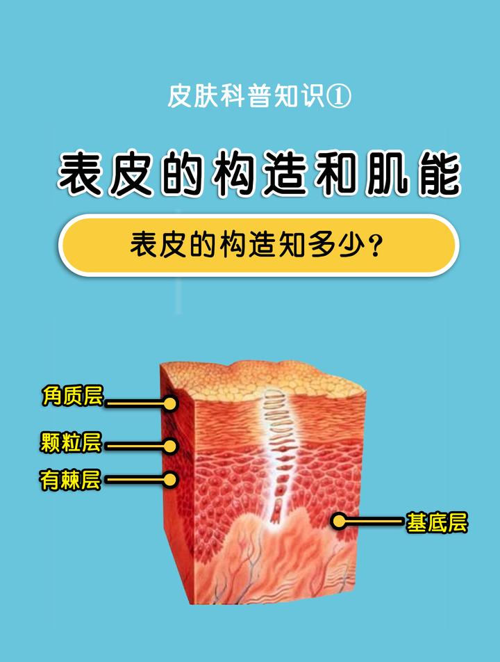 皮肤科普知识1 -- 表皮的构造和肌能 - 知乎