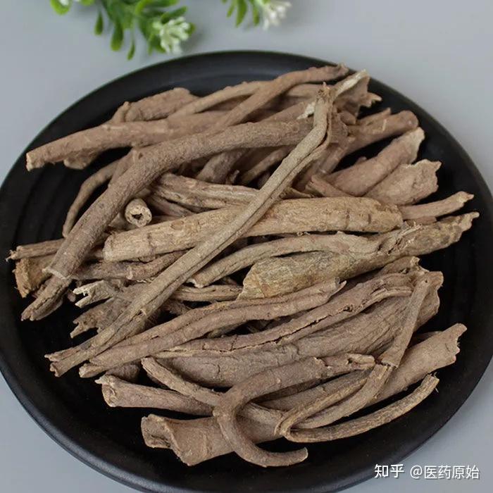 带你识别五加皮 - 知乎