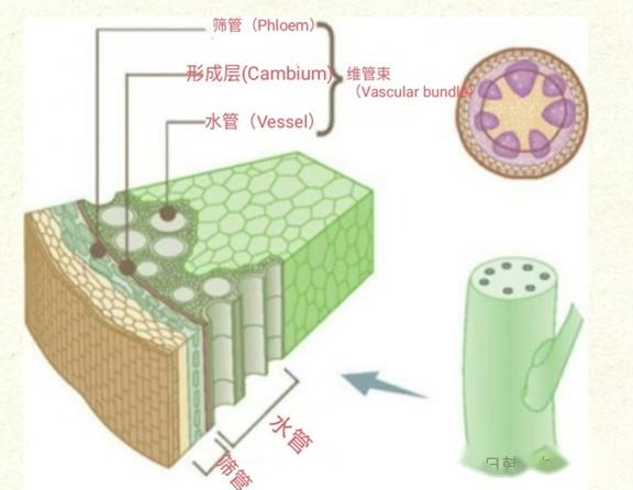 树木的切面结构--维管束 - 知乎