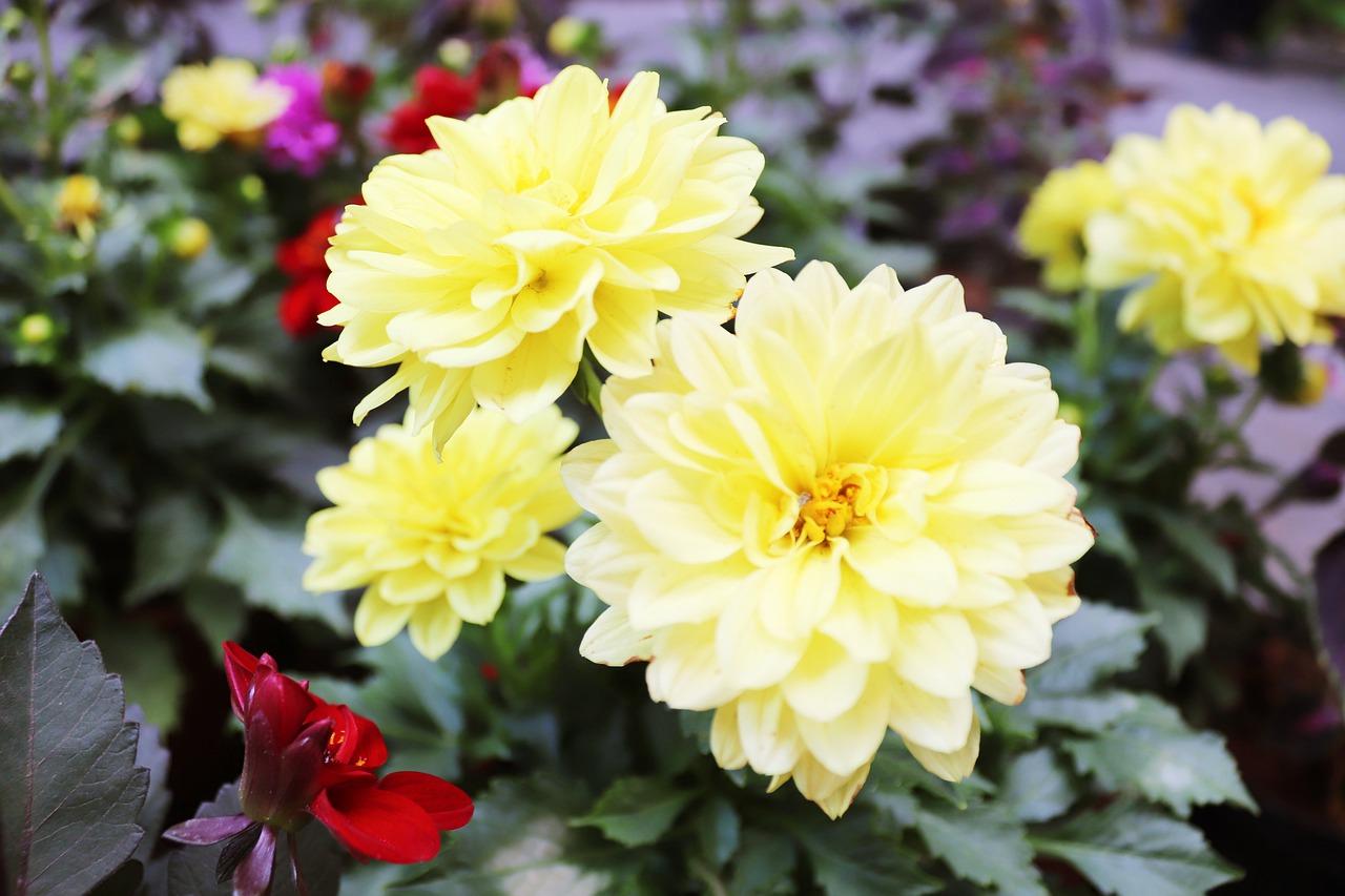 2. 棉花城户型解析