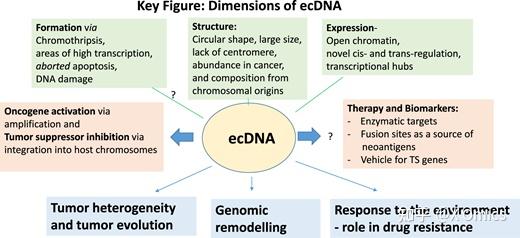 染色体外DNA(ecDNA)简介 - 知乎