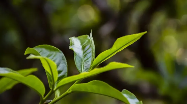 如何正確喝穀雨茶